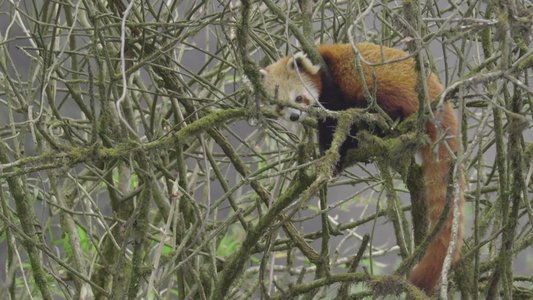 Red Panda: World's Cutest Animal