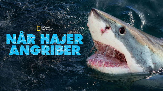 When Sharks Attack