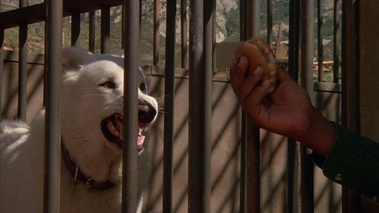 White Dog