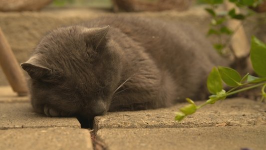 Wilde Miezen - Katzen allein unterwegs