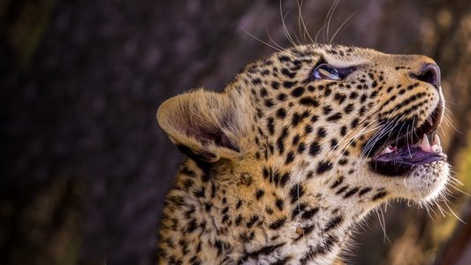 Jade Eyed Leopard