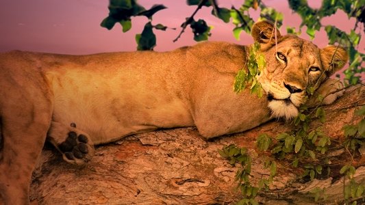 Wild Uganda