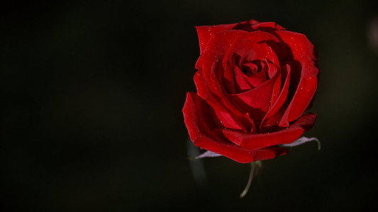 American Beauty