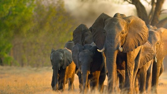 In the Footsteps of Elephant