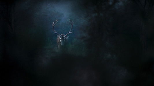 Le chant des forêts