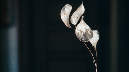 A Metamorfose dos Pássaros