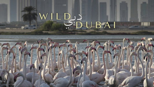 Wild Dubai
