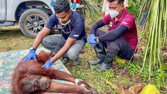 Orang-Utans - Borneos Waldmenschen