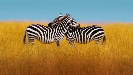 The Mating Game
