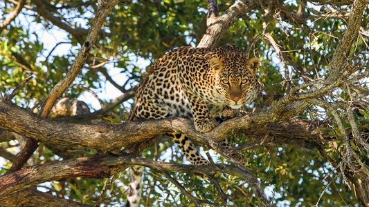 Die Leopardin
