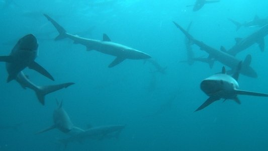 Great Shark Chow Down