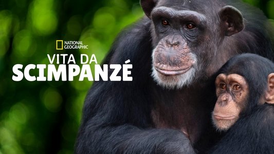 Meet the Chimps