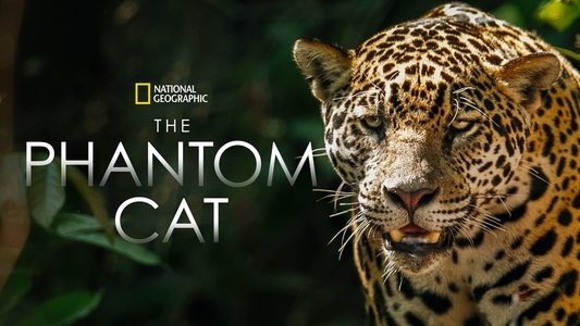 The Phantom Cat