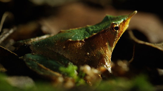 Wild Chile