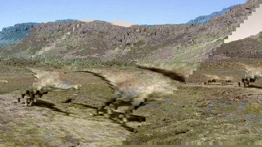 Walking with Dinosaurs