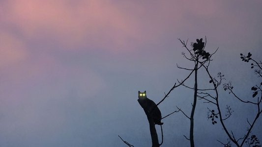 Rengeteg - mindenhol látlak