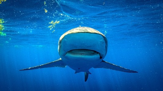 Shark Superpower