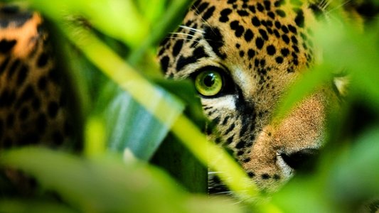 Mexico Untamed