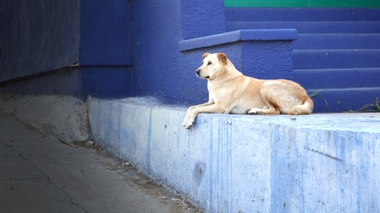 Dog: Impossible