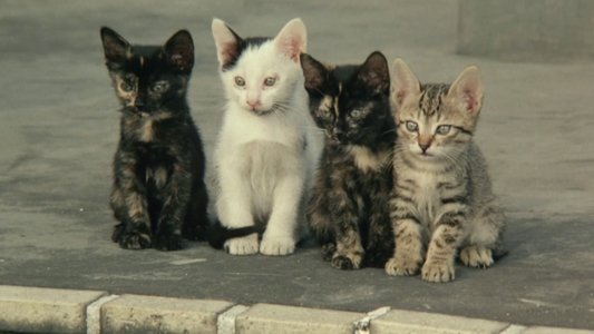 公園通りの猫たち
