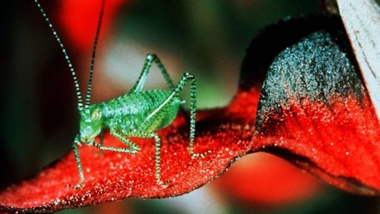 Microcosmos : Le peuple de l'herbe