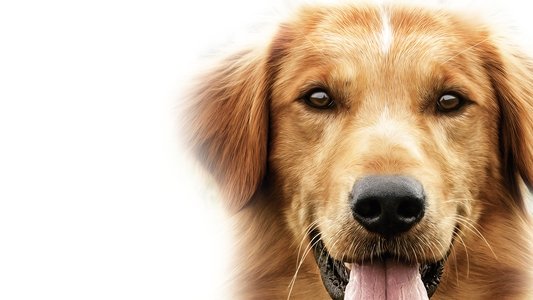 A Dog's Purpose