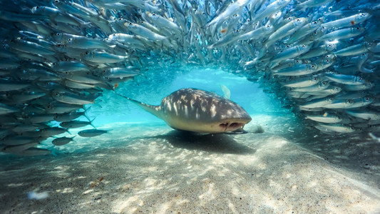 Blue Planet III