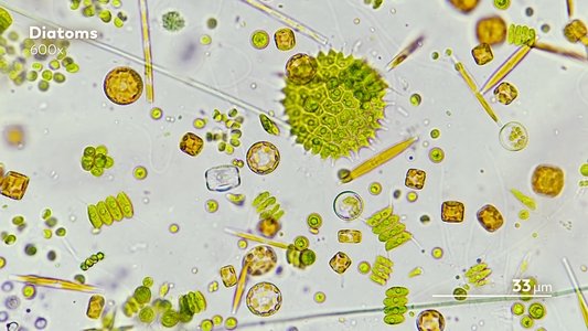 Journey to the Microcosmos