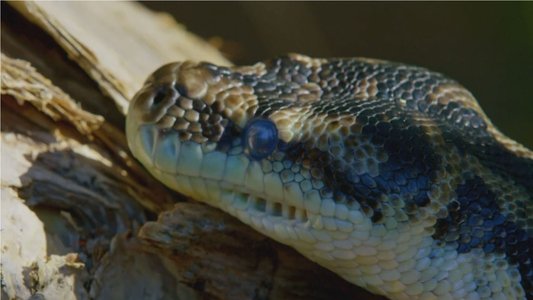 Snake Island: Wild & Deadly