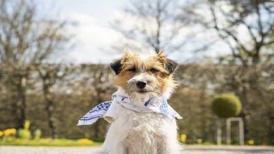 Zitterinchen