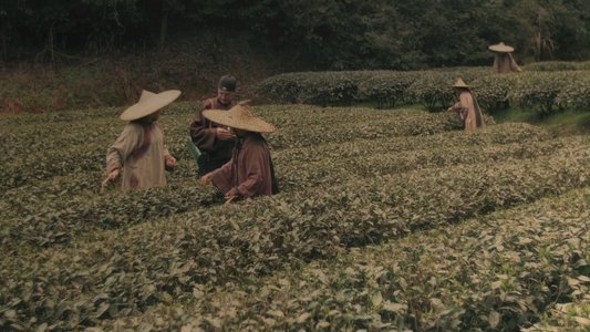 Les aventures de Robert Fortune ou comment le thé fut vole aux Chinois