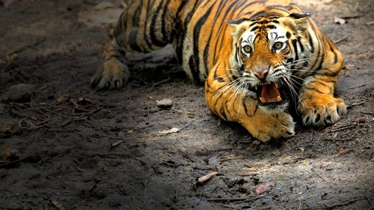 Counting Tigers