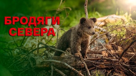 Бродяги Севера