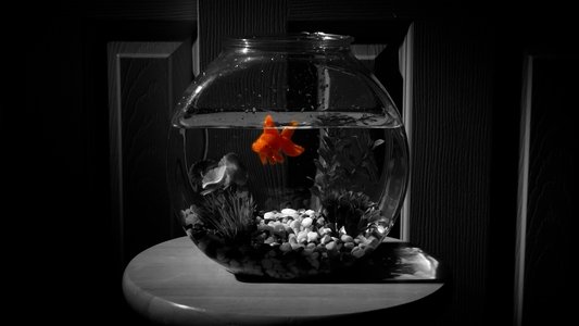 Fish Gone