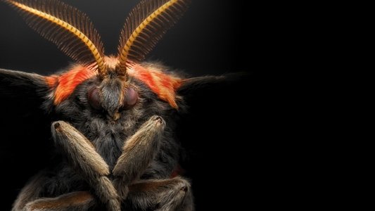 Micro Monsters with David Attenborough