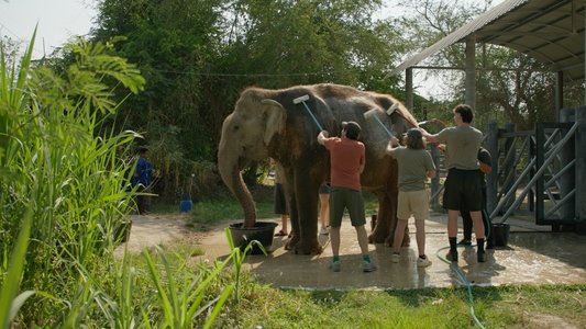 Wildlife