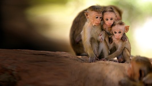 Wild Sri Lanka