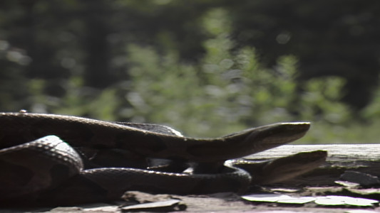 Copperhead