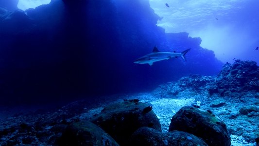 Sharkcano