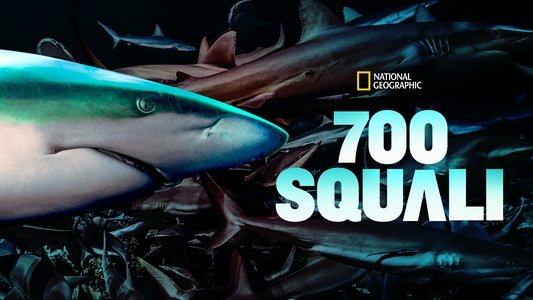 700 requins dans la nuit