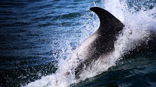 Sharks vs. Dolphins: Blood Battle