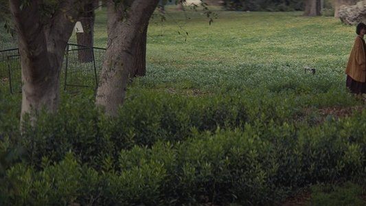 Κάμπια Νύμφη Πεταλούδα