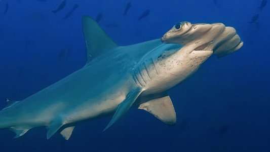 Hammerhead Sharks Up Close with Bertie Gregory