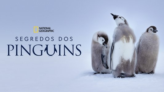 Secrets of the Penguins