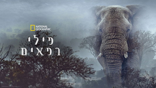 Ghost Elephants