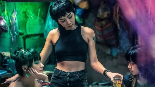 Thanh Sói: Cúc Dại Trong Đêm