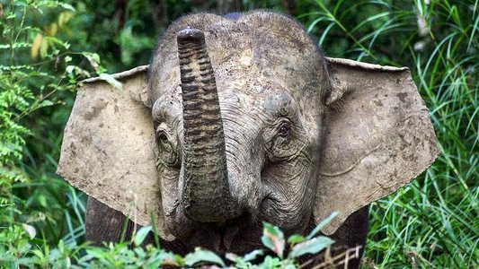 Orang-Utans - Borneos Waldmenschen