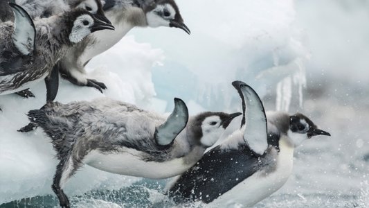 Antarctica, sur les traces de l'empereur