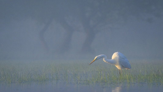 Delta Sălbatică