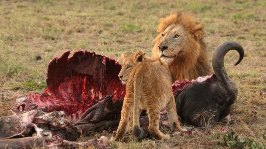 Lion Feeding Frenzy